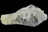 Pennsylvanian Fossil Fern (Sphenopteris) Plate - Kentucky #112929-1